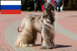 Lees meer over het artikel Afghaanse windhond fokkers en pups in Rusland