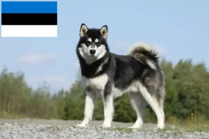 Lees meer over het artikel Alaska Malamute fokkers en pups in Estland