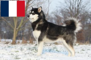 Lees meer over het artikel Alaska Malamute fokkers en pups in Frankrijk