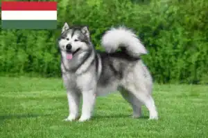 Lees meer over het artikel Alaska Malamute fokkers en pups in Hongarije