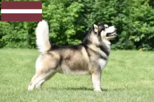 Lees meer over het artikel Alaska Malamute fokkers en pups in Letland