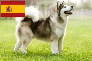 Lees meer over het artikel Alaska Malamute fokkers en pups in Spanje