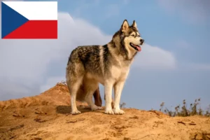 Lees meer over het artikel Alaska Malamute fokkers en pups in Tsjechië