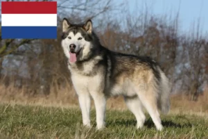 Lees meer over het artikel Alaska Malamute fokkers en pups in Nederland