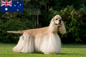 Lees meer over het artikel Amerikaanse Cocker Spaniël fokkers en puppies in Australië