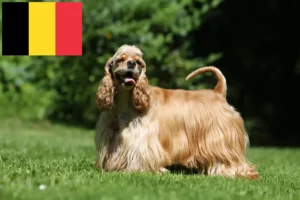 Lees meer over het artikel Amerikaanse Cocker Spaniel fokkers en puppies in België