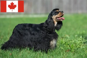 Lees meer over het artikel Amerikaanse Cocker Spaniël fokkers en pups in Canada