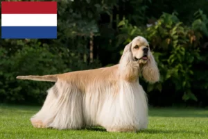 Lees meer over het artikel Amerikaanse Cocker Spaniël fokkers en pups in Nederland