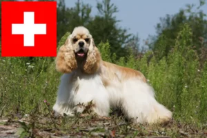 Lees meer over het artikel Amerikaanse Cocker Spaniel fokkers en pups in Zwitserland