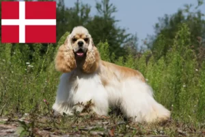 Lees meer over het artikel Amerikaanse Cocker Spaniel fokkers en pups in Denemarken