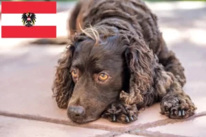 Lees meer over het artikel Amerikaanse Water Spaniel fokkers en pups in Oostenrijk