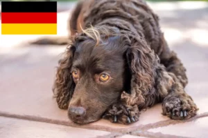 Lees meer over het artikel Amerikaanse Water Spaniel fokkers en pups in Duitsland