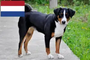 Lees meer over het artikel Appenzell Sennenhondenfokker en Puppies in Nederland