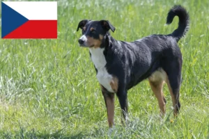 Lees meer over het artikel Appenzell Sennenhondenfokker en Puppies in Tsjechië