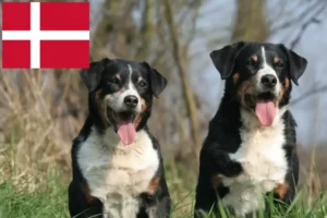 Lees meer over het artikel Appenzell Sennenhondenfokker en Puppies in Denemarken