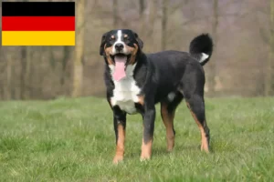 Lees meer over het artikel Appenzell Sennenhondenfokkers en Puppies in Duitsland