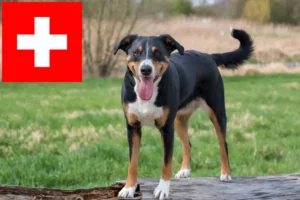 Lees meer over het artikel Appenzell Sennenhonden fokkers en puppies in Zwitserland