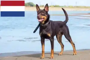 Lees meer over het artikel Australische Kelpie fokkers en puppies in Nederland