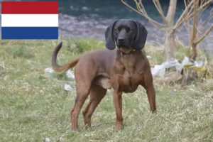 Lees meer over het artikel Bavarian Mountain Hound fokkers en pups in Nederland