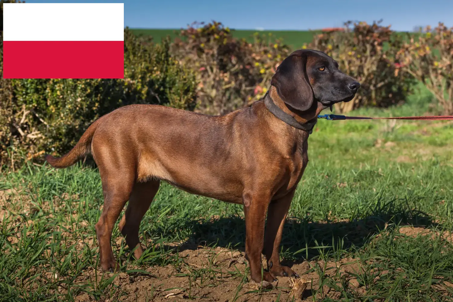 Lees meer over het artikel Bavarian Mountain Hound fokkers en pups in Polen