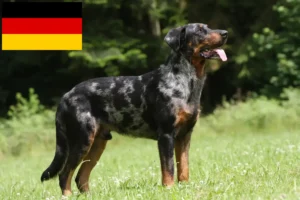 Lees meer over het artikel Beauceron fokkers en pups in Duitsland