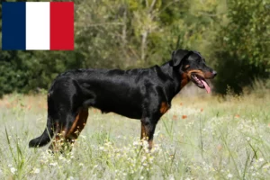 Lees meer over het artikel Beauceron fokkers en pups in Frankrijk