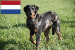 Lees meer over het artikel Beauceron fokkers en pups in Nederland