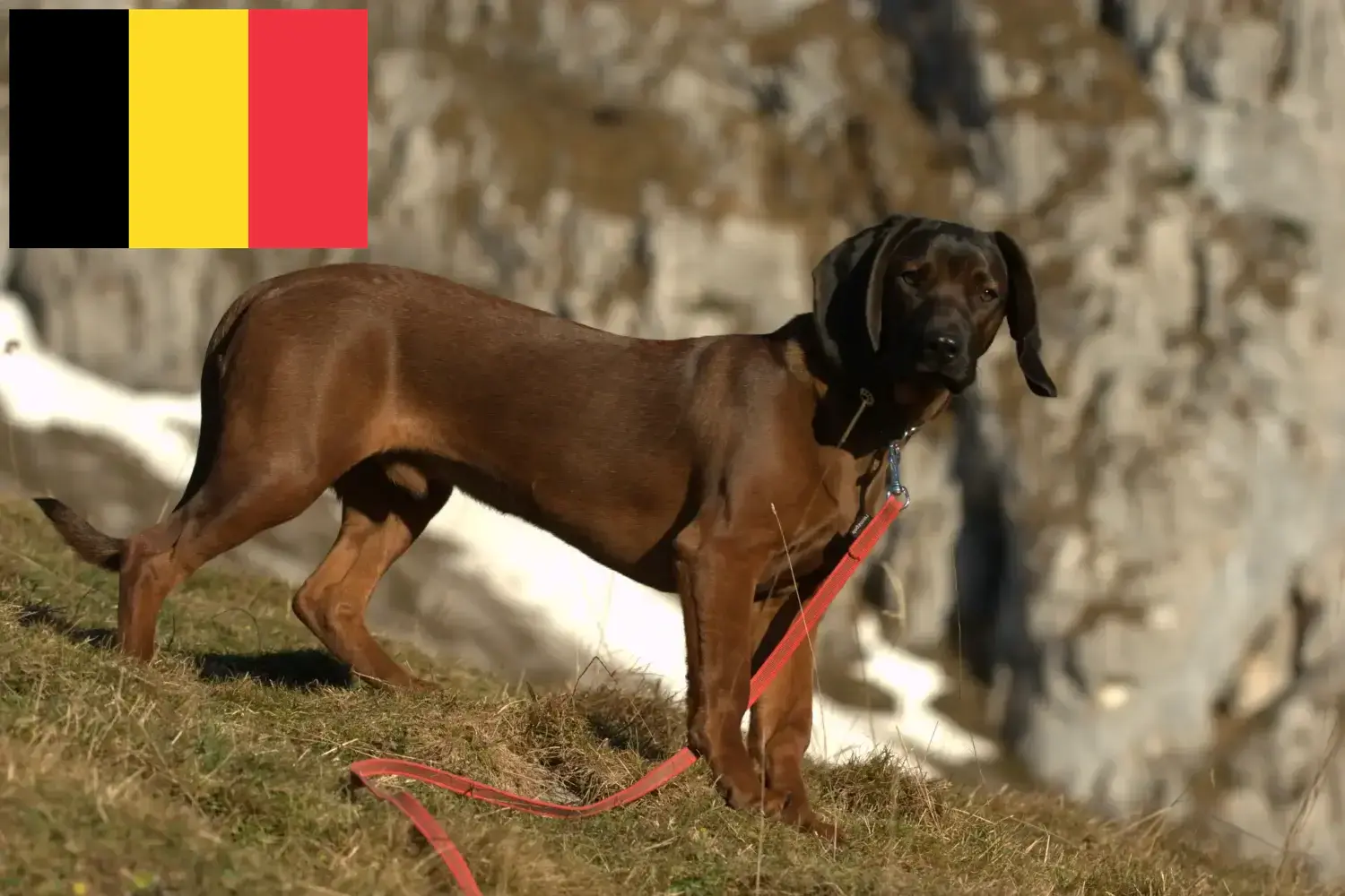 Lees meer over het artikel Bavarian Mountain Hound fokkers en pups in België