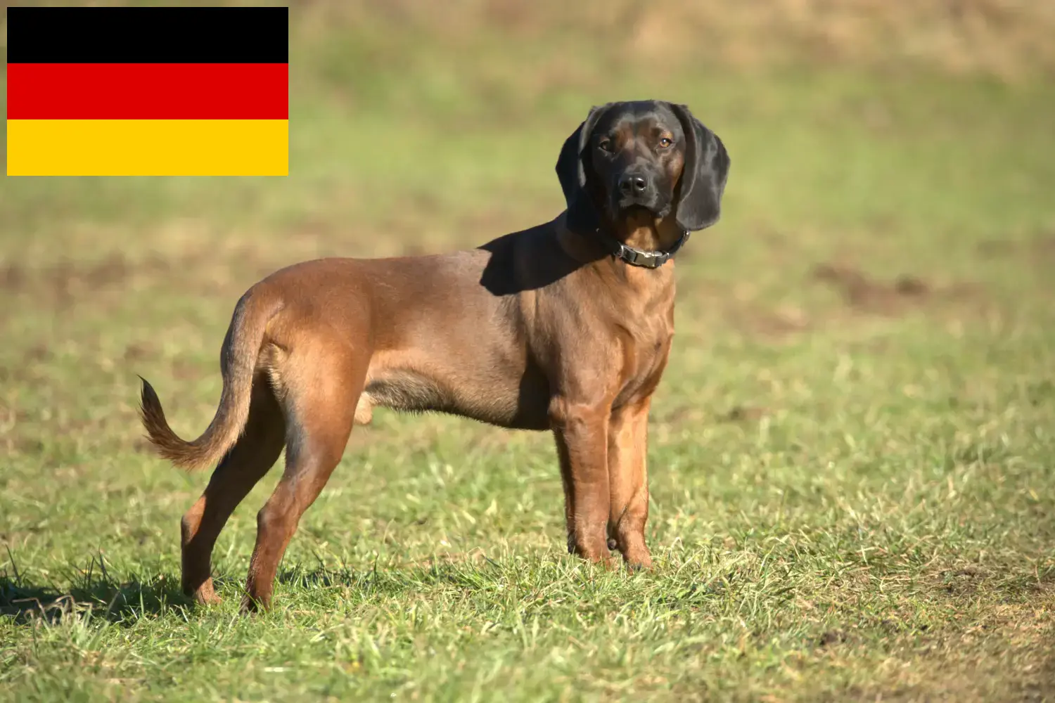 Lees meer over het artikel Beierse Sennenhonden fokkers en puppies in Duitsland