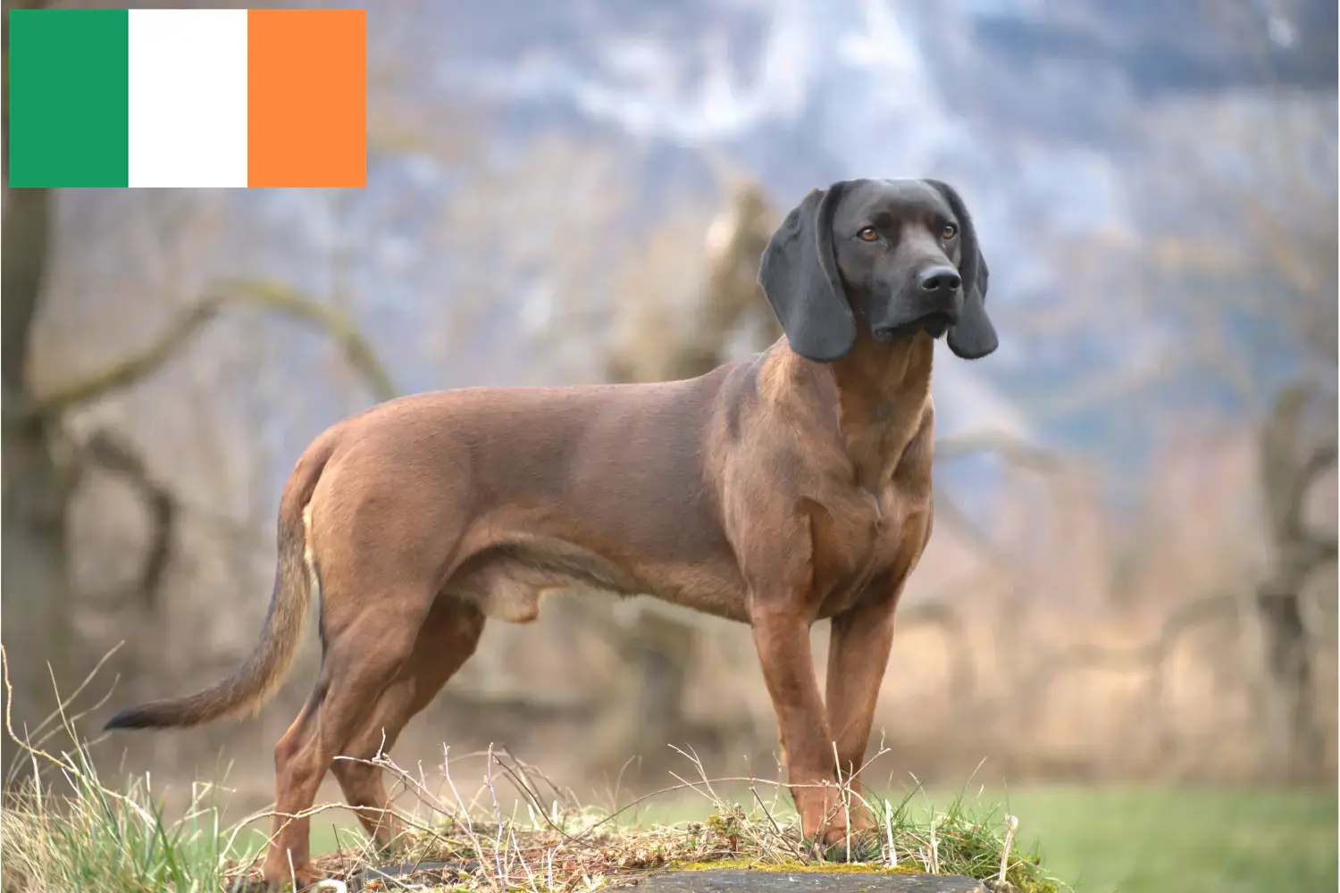 Lees meer over het artikel Bavarian Mountain Hound fokkers en pups in Ierland