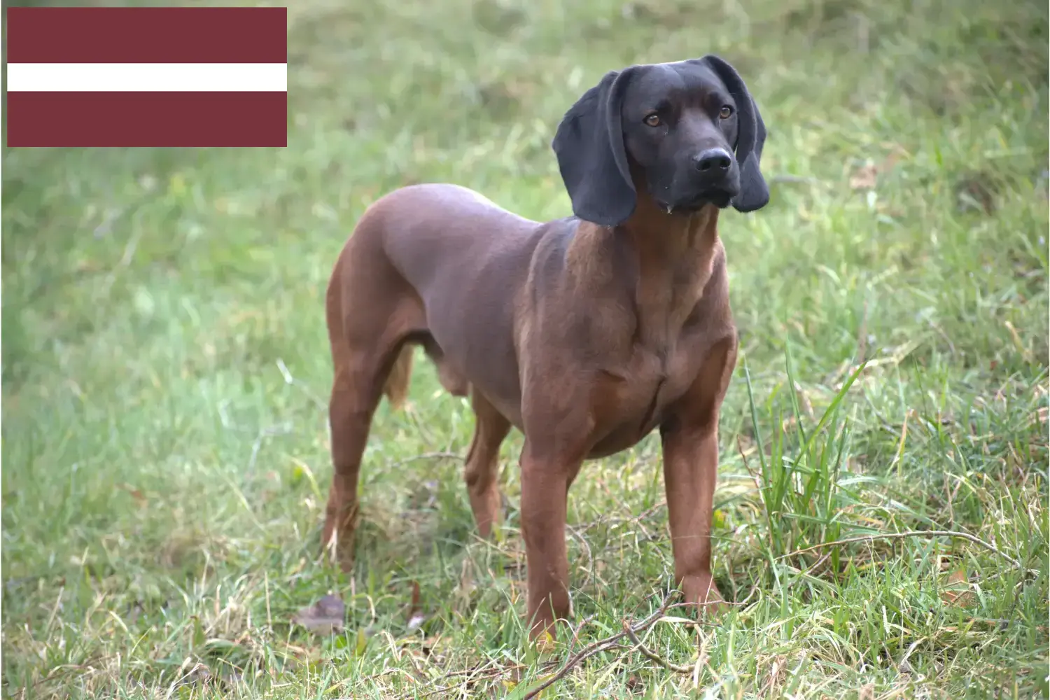 Lees meer over het artikel Bavarian Mountain Hound fokkers en pups in Letland