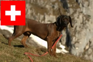 Lees meer over het artikel Bavarian Mountain Hound fokkers en pups in Zwitserland