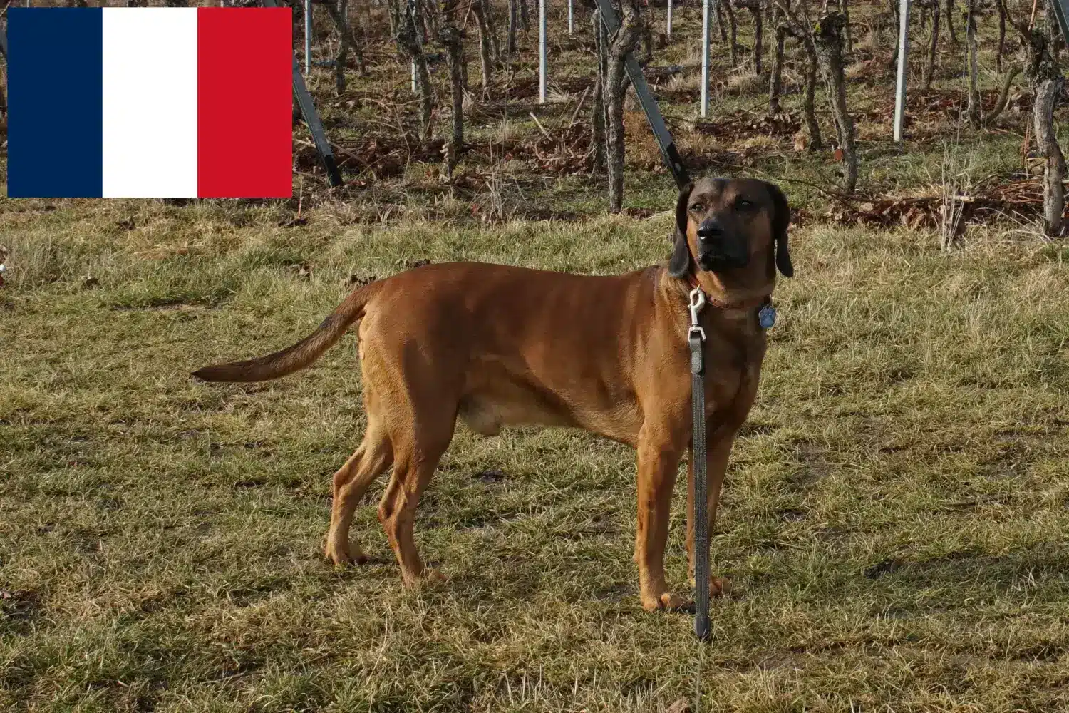 Lees meer over het artikel Beierse windhond fokkers en puppies in Frankrijk