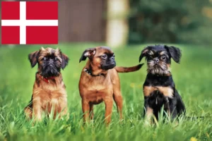 Lees meer over het artikel Belgische dwerg Griffon fokker en pups in Denemarken