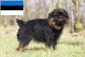 Lees meer over het artikel Belgische dwerg Griffon fokker en pups in Estland