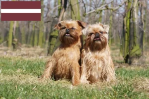 Lees meer over het artikel Belgische dwerg Griffon fokker en pups in Letland
