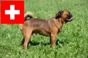 Lees meer over het artikel Belgische dwerg Griffon fokkers en pups in Zwitserland