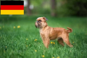 Lees meer over het artikel Belgische dwerg Griffon fokkers en pups in Duitsland