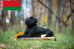 Lees meer over het artikel Belgische dwerg Griffon fokkers en pups in Wit-Rusland