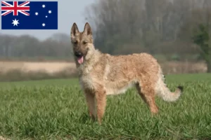 Lees meer over het artikel Belgische Herdershond Fokker en Puppies in Australië