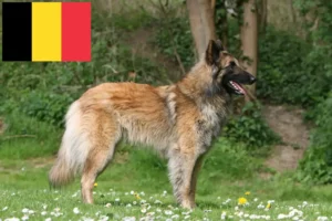 Lees meer over het artikel Belgische Herdershond Fokker en Puppies in België