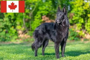 Lees meer over het artikel Belgische Herdershond Fokker en Puppies in Canada
