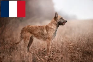 Lees meer over het artikel Belgische Herdershond Fokker en Puppies in Frankrijk