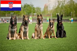 Lees meer over het artikel Belgische Herdershond Fokker en Puppies in Kroatië