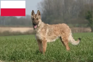 Lees meer over het artikel Belgische Herdershond Fokker en Puppies in Polen