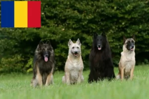 Lees meer over het artikel Belgische Herdershond Fokker en Puppies in Roemenië