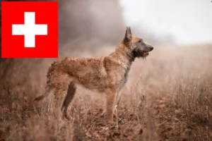 Lees meer over het artikel Belgische Herder fokkers en pups in Zwitserland