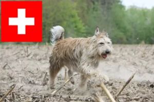 Lees meer over het artikel Berger de Picardie fokkers en pups in Zwitserland