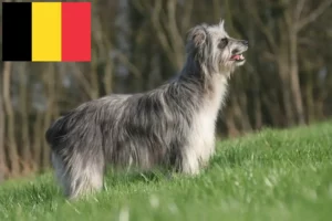 Lees meer over het artikel Berger des Pyrenees fokkers en pups in België