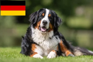 Lees meer over het artikel Berner Sennenhondenfokker en Puppies in Duitsland